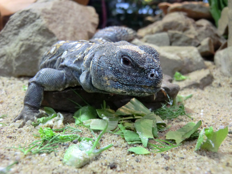 Geschmückter Dornschwanz im Wuppertaler Zoo im März 2012