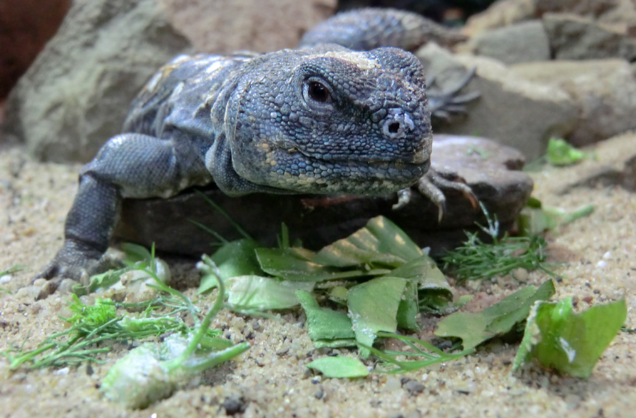 Geschmückter Dornschwanz im Zoo Wuppertal im März 2012