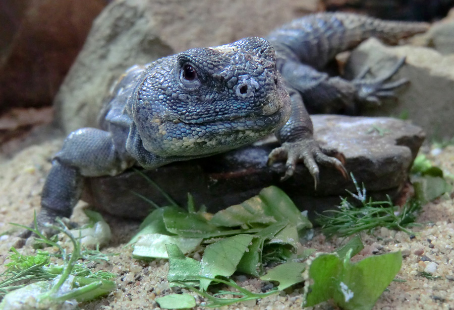 Geschmückter Dornschwanz im Zoologischen Garten Wuppertal im März 2012