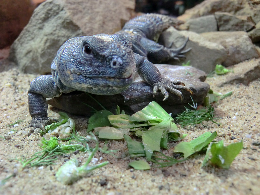 Geschmückter Dornschwanz im Wuppertaler Zoo im März 2012