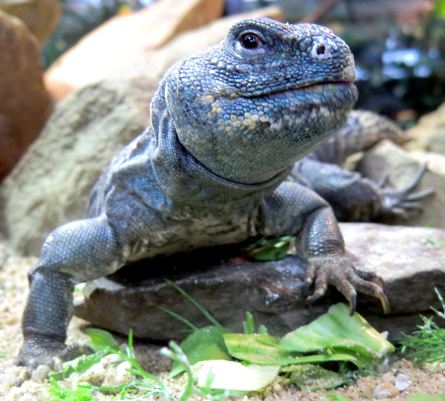 Geschmückter Dornschwanz im Zoo Wuppertal im März 2012