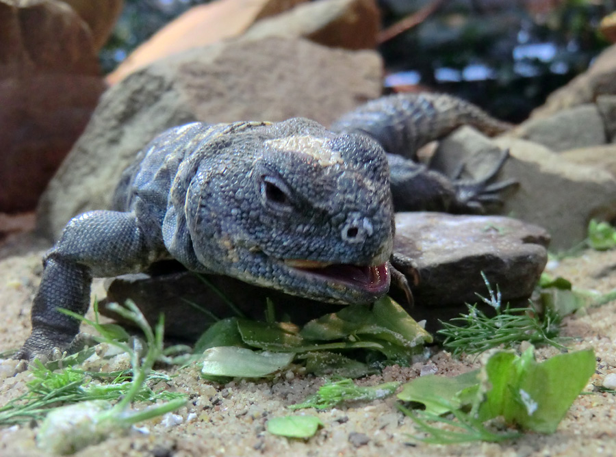 Geschmückter Dornschwanz im Zoologischen Garten Wuppertal im März 2012