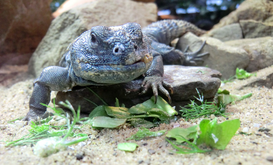 Geschmückter Dornschwanz im Wuppertaler Zoo im März 2012