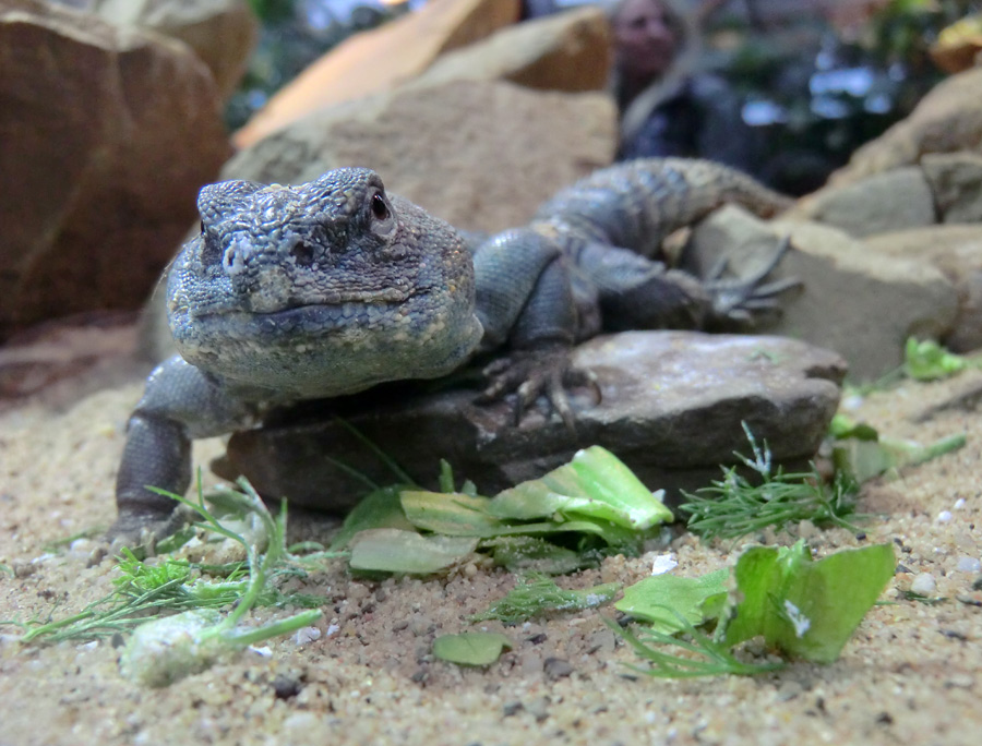 Geschmückter Dornschwanz im Zoo Wuppertal im März 2012