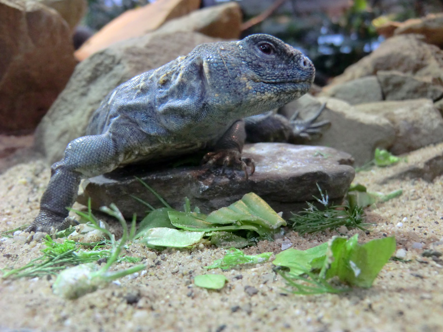 Geschmückter Dornschwanz im Zoologischen Garten Wuppertal im März 2012