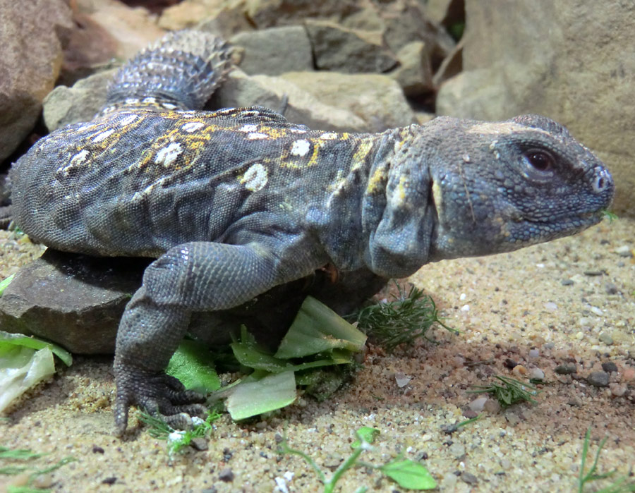 Geschmückter Dornschwanz im Wuppertaler Zoo im März 2012