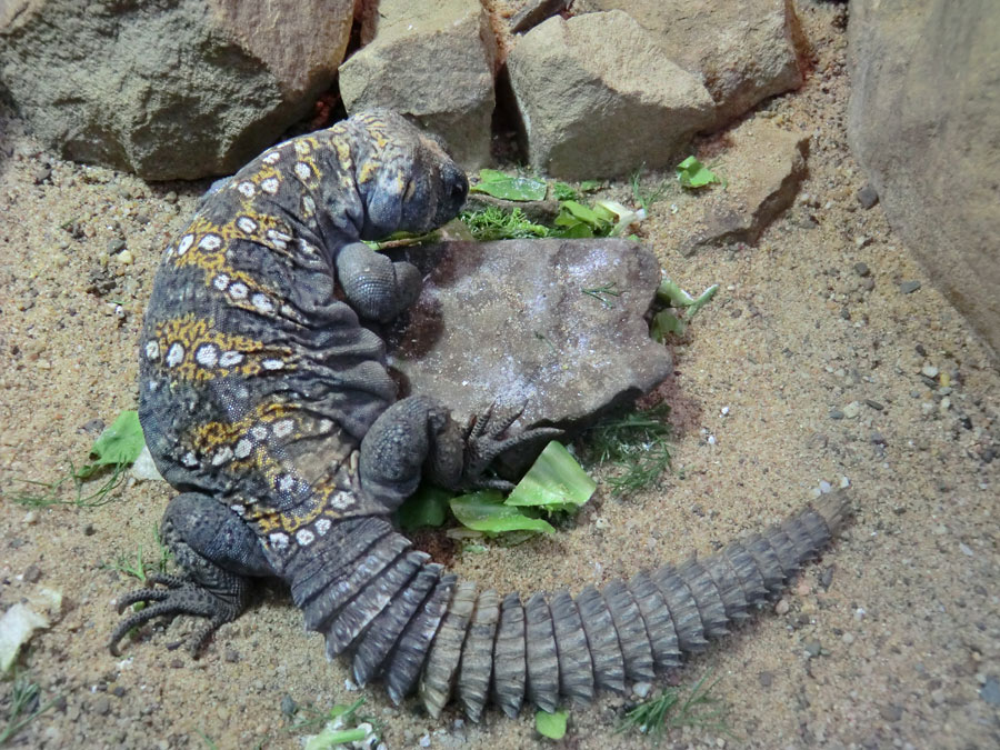 Geschmückter Dornschwanz im Zoo Wuppertal im März 2012