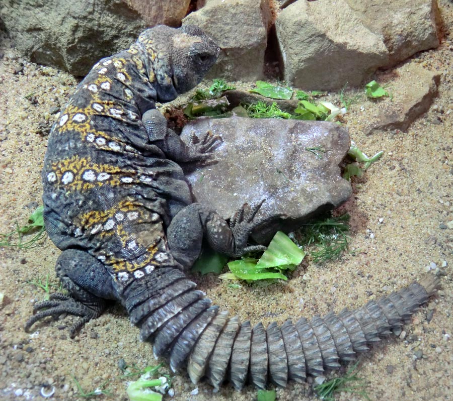 Geschmückter Dornschwanz im Zoologischen Garten Wuppertal im März 2012