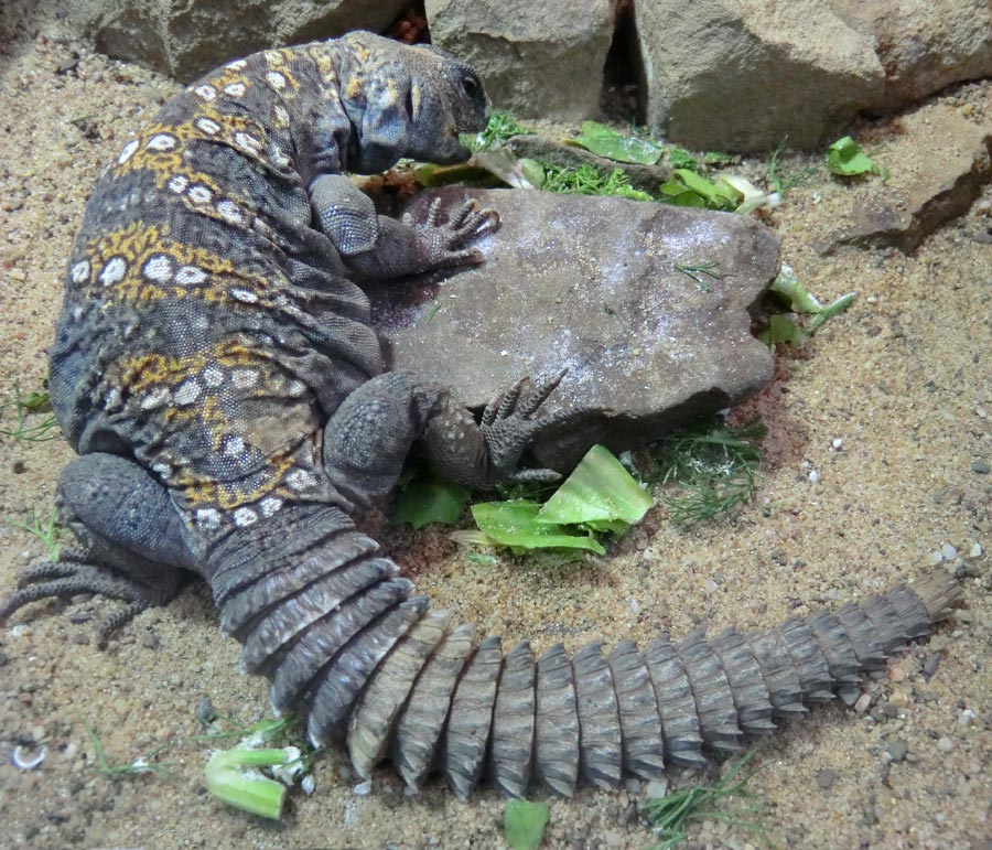 Geschmückter Dornschwanz im Wuppertaler Zoo im März 2012