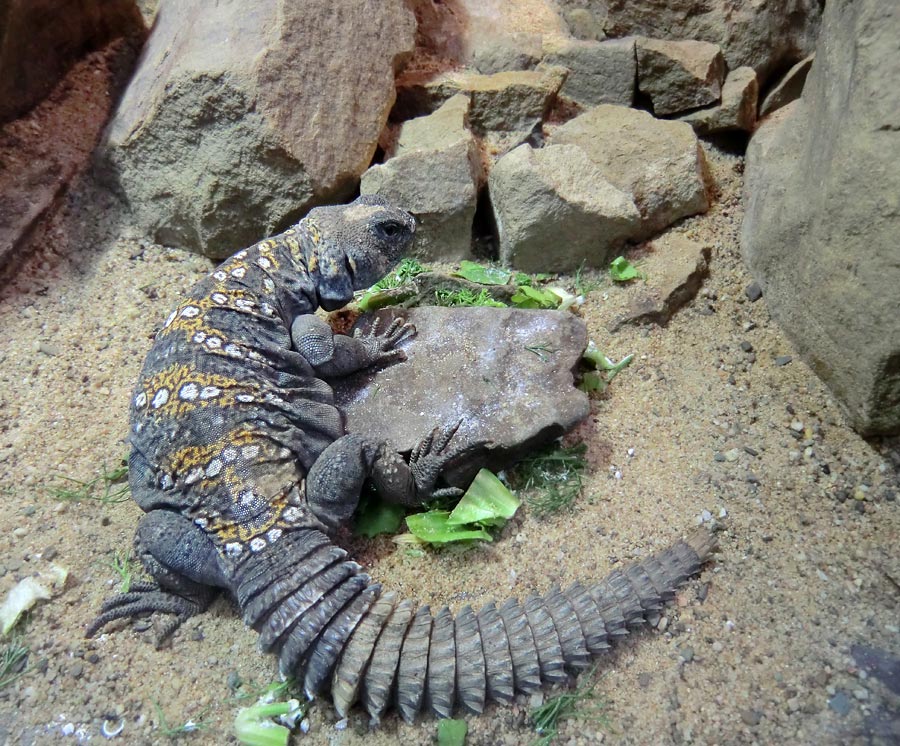 Geschmückter Dornschwanz im Zoo Wuppertal im März 2012