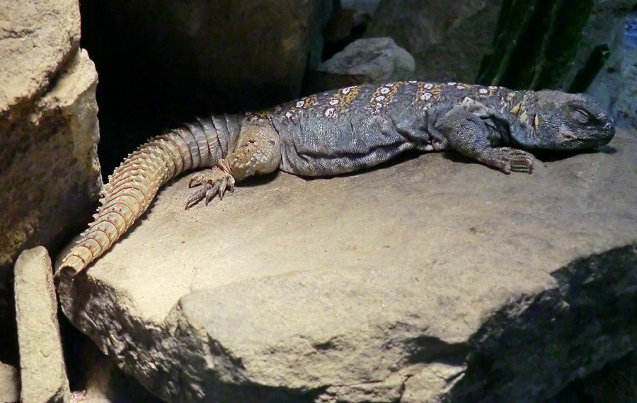 Geschmückter Dornschwanz im Zoologischen Garten Wuppertal im Juli 2012