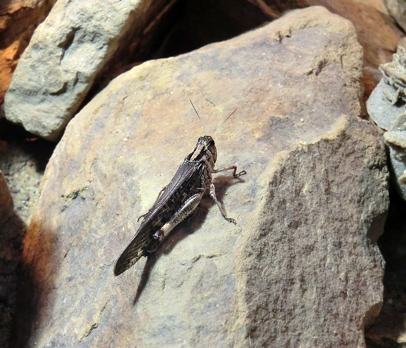 Futtertier für den Geschmückten Dornschwanz im Wuppertaler Zoo im Juli 2012