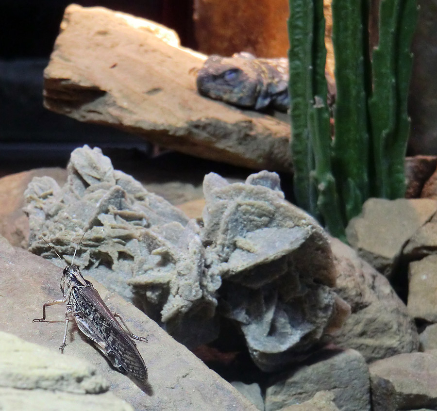 Futtertier für den Geschmückten Dornschwanz im Zoo Wuppertal im Juli 2012