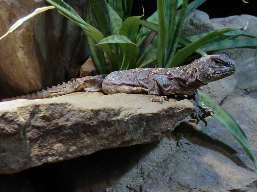 Geschmückter Dornschwanz im Zoo Wuppertal im Dezember 2012