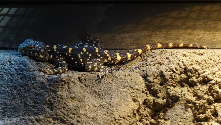 Hardun im Wuppertaler Zoo im Januar 2015