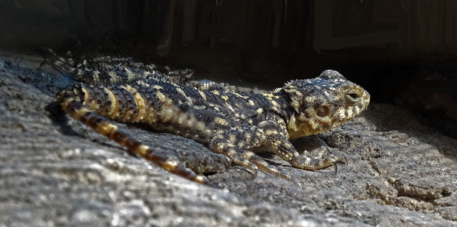 Hardun im Zoologischen Garten Wuppertal im Januar 2015