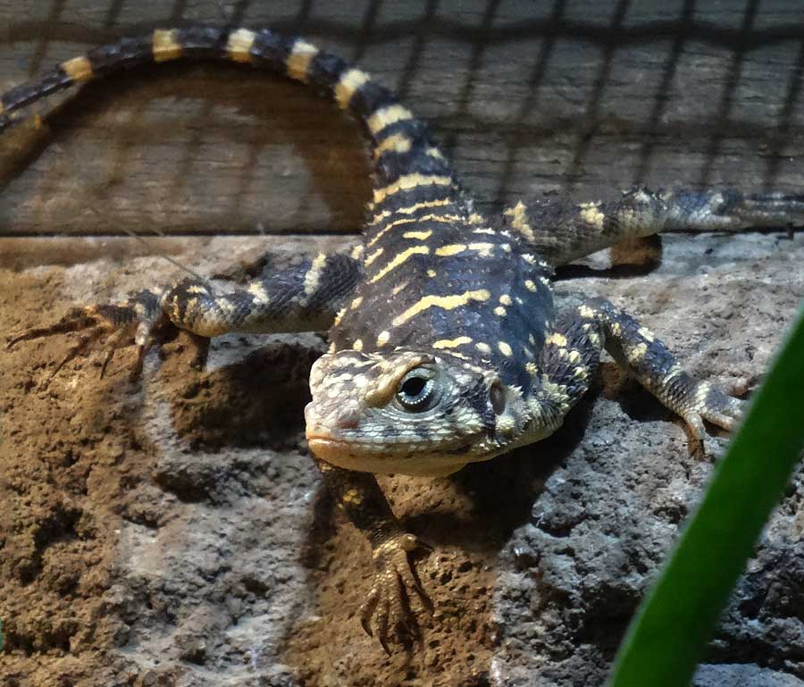 Hardun im Zoologischen Garten Wuppertal im Januar 2015