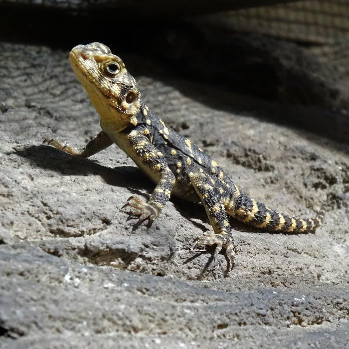 Hardun im Wuppertaler Zoo im Januar 2015