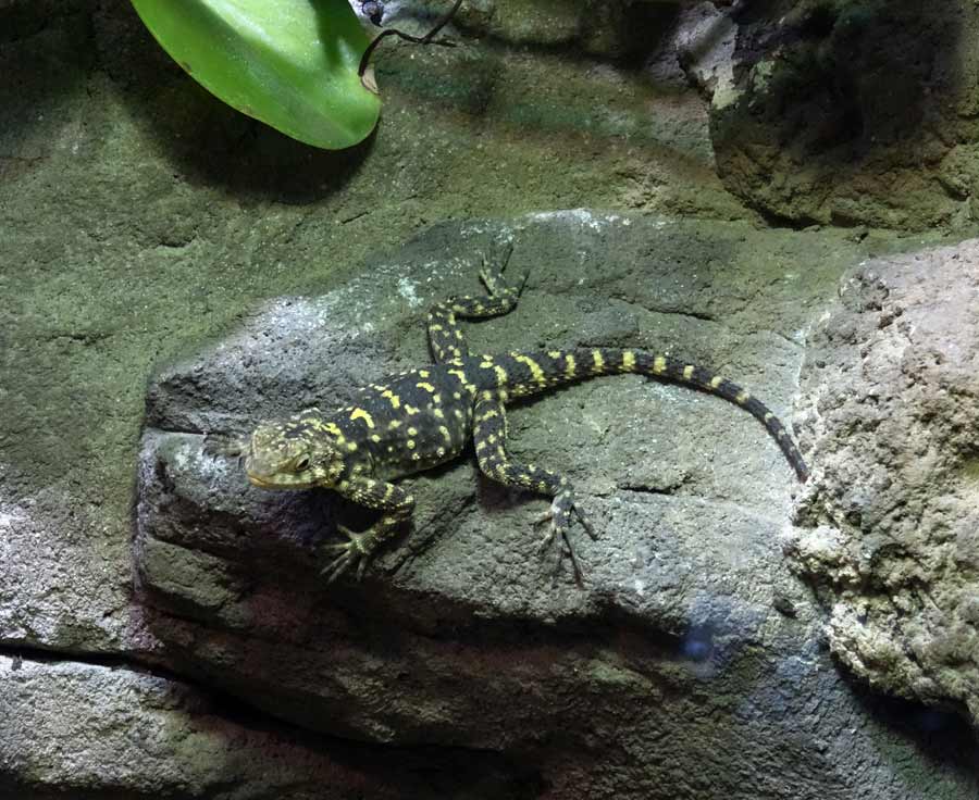 Hardun im Grünen Zoo Wuppertal im Februar 2015