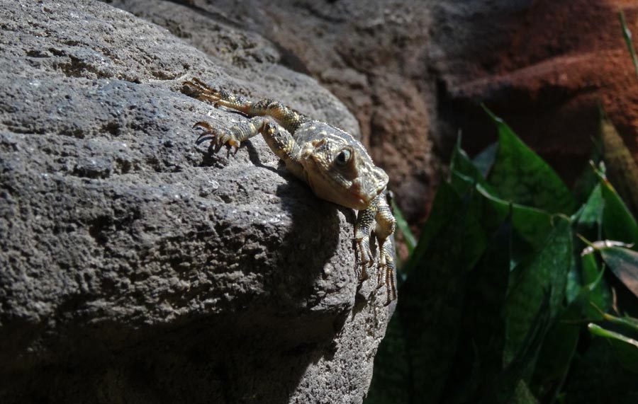 Hardun im Wuppertaler Zoo im Februar 2015