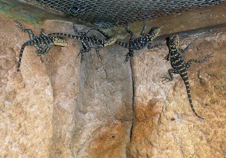 Hardun-Jungtiere am 2. Juni 2017 im Terrarium im Zoo Wuppertal