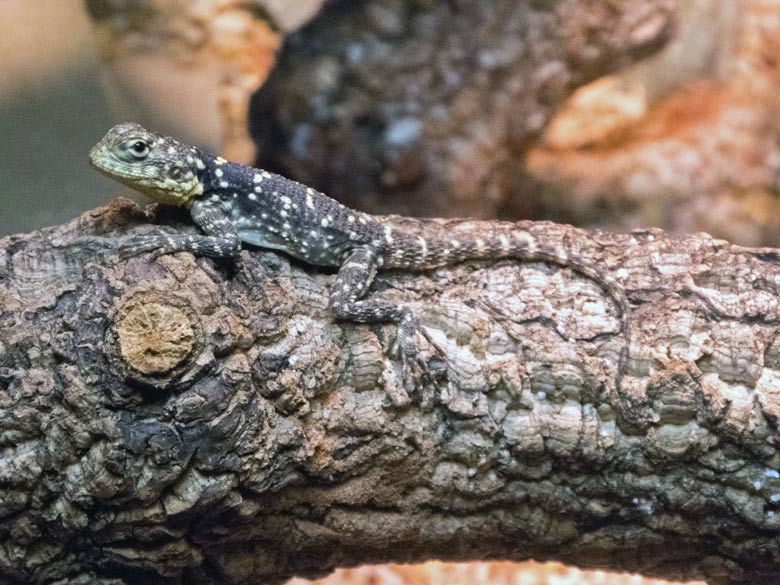Hardun-Jungtier am 17. Dezember 2017 im Terrarium im Wuppertaler Zoo