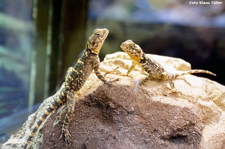 Hardune am 16. August 2019 im Terrarium im Grünen Zoo Wuppertal (Foto Klaus Tüller)