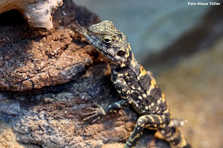 Hardun am 16. November 2019 im Terrarium im Zoologischen Garten der Stadt Wuppertal (Foto Klaus Tüller)