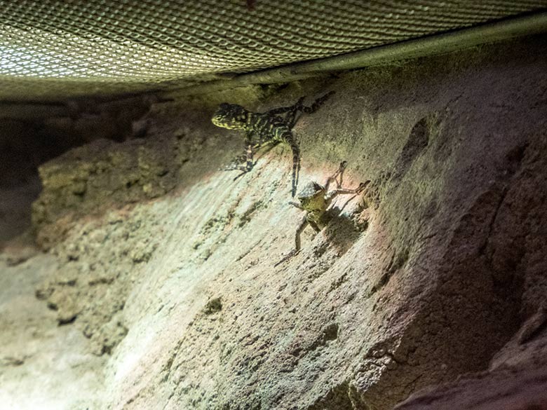 Hardun-Jungtiere am 4. Januar 2020 in einem Schaugehege im Terrarium im Grünen Zoo Wuppertal