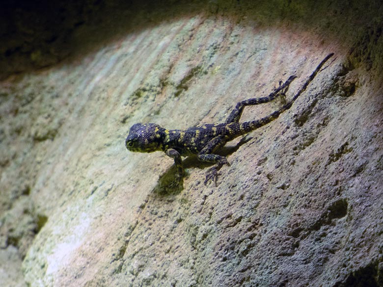 Hardun-Jungtier am 4. Januar 2020 in einem Schaugehege im Terrarium im Zoologischen Garten Wuppertal