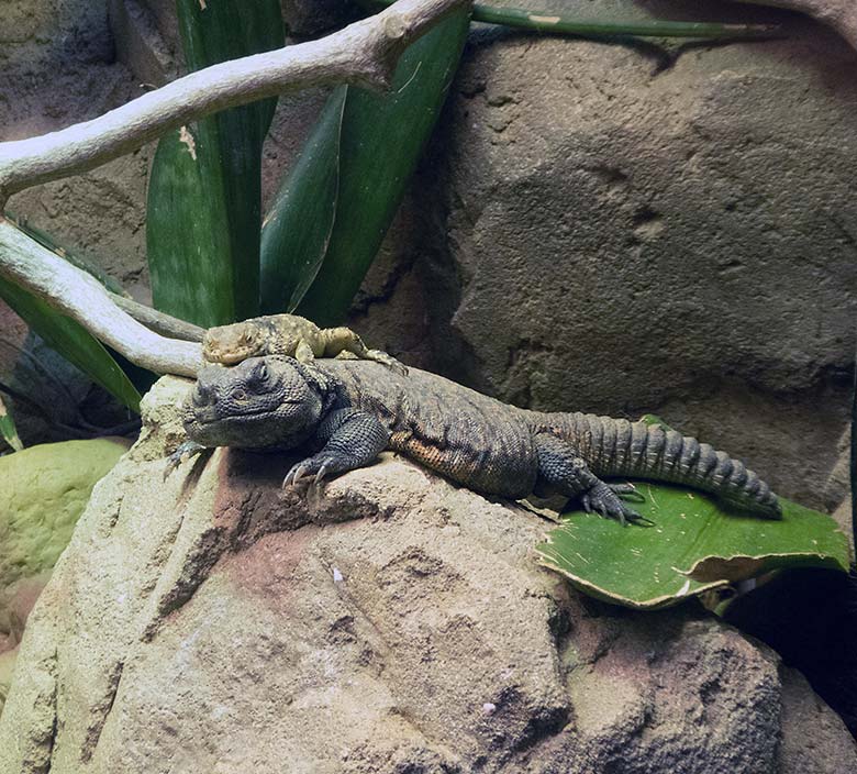 Hardun auf einer Marokkanischen Dornschwanzagame am 2. Februar 2020 im Terrarium im Grünen Zoo Wuppertal