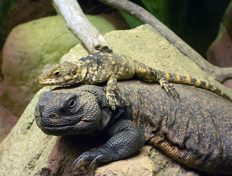 Hardun auf einer Marokkanischen Dornschwanzagame am 2. Februar 2020 im Terrarium im Zoologischen Garten Wuppertal