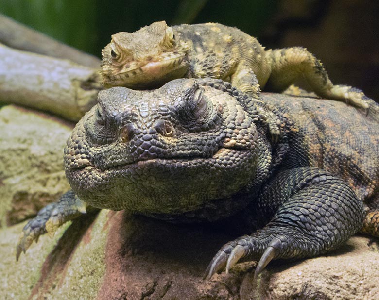 Hardun auf einer Marokkanischen Dornschwanzagame am 2. Februar 2020 im Terrarium im Wuppertaler Zoo