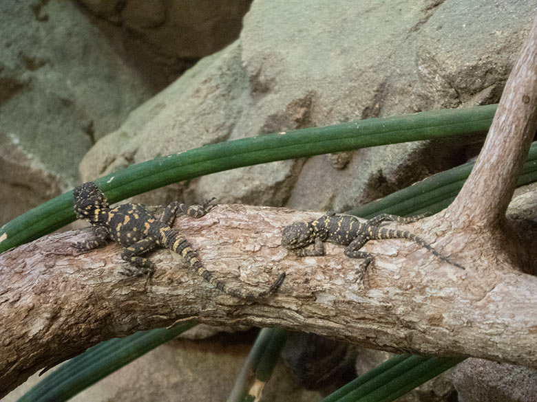 Älteres Hardun-Jungtier neben einem jüngeren Hardun-Jungtier am 19. Februar 2020 im Terrarium im Grünen Zoo Wuppertal