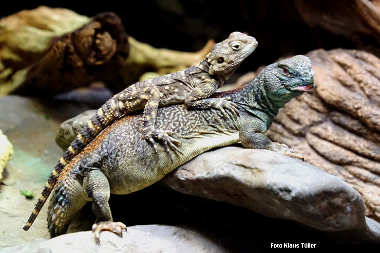 Hardun auf einer Oman-Dornschwanzagame am 20. Oktober 2021 in einem Schaugehege im Terrarium im Grünen Zoo Wuppertal (Foto Klaus Tüller)