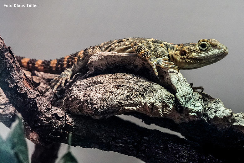 Hardun am 1. Januar 2022 im Terrarium im Zoologischen Garten Wuppertal (Foto Klaus Tüller)