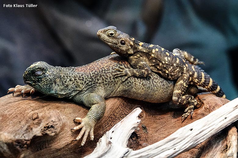 Hardun auf einer Oman-Dornschwanzagame am 2. Januar 2022 im Terrarium im Wuppertaler Zoo (Foto Klaus Tüller)