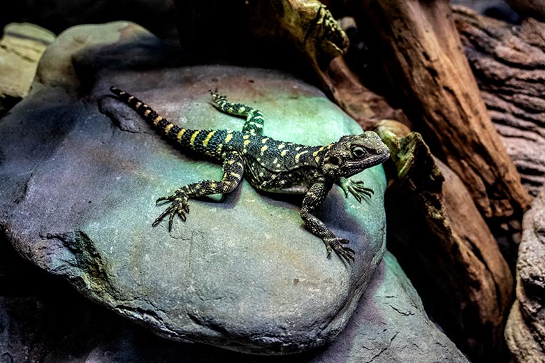 Hardun am 11. Januar 2023 im Terrarium im Grünen Zoo Wuppertal