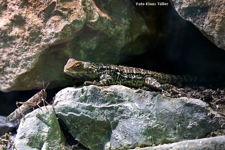 Himalaya-Agame am 1. September 2018 im Grünen Zoo Wuppertal (Foto Klaus Tüller)