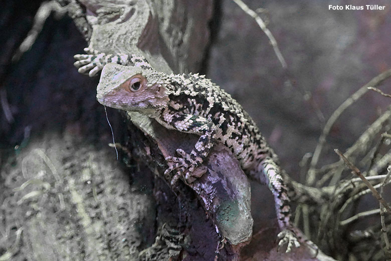 Himalaya-Agame am 5. Oktober 2018 im Zoologischen Garten Wuppertal (Foto Klaus Tüller)