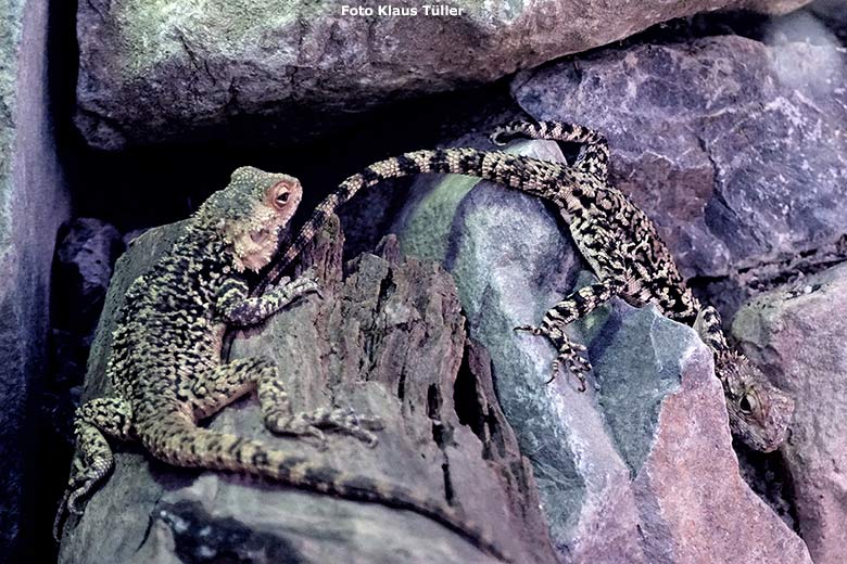 Himalaya-Agamen am 17. Oktober 2018 im Zoologischen Garten der Stadt Wuppertal (Foto Klaus Tüller)