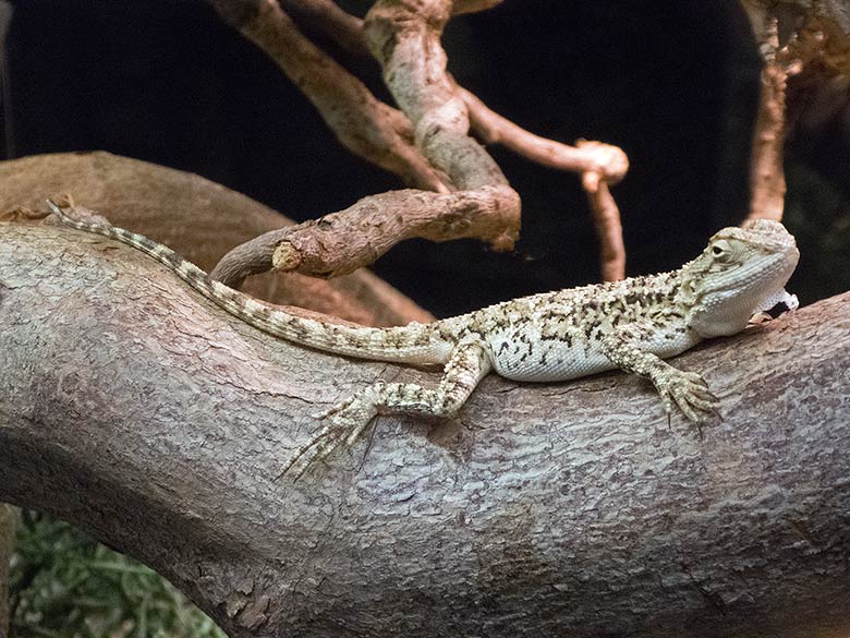 Turkmenische Agame am 9. Februar 2019 im Terrarium im Grünen Zoo Wuppertal