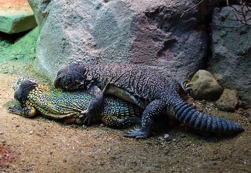 Paarung der Marokkanischen Dornschwanzagamen am 31. Januar 2016 im Grünen Zoo Wuppertal