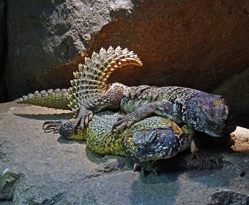 Paarung der Marokkanischen Dornschwanzagamen am 31. Januar 2016 im Grünen Zoo Wuppertal