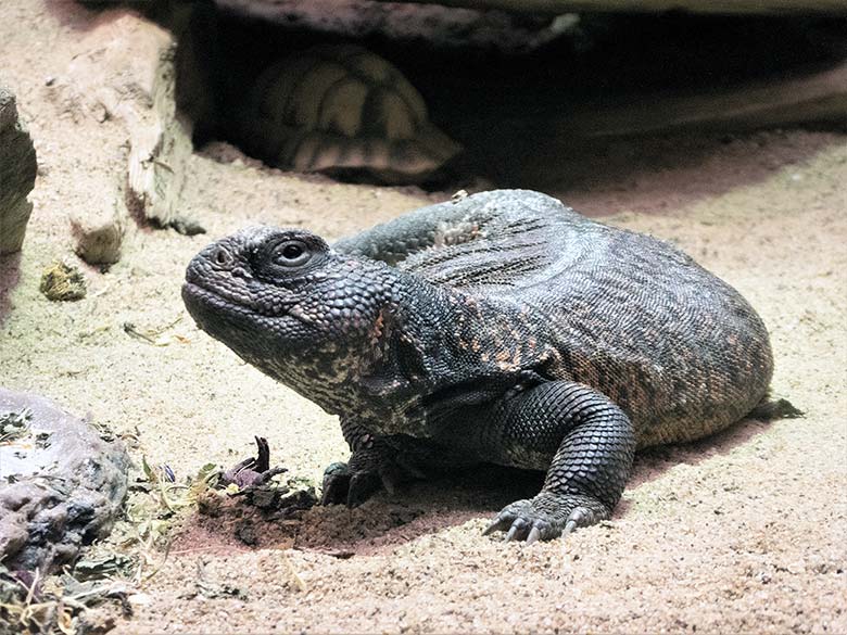 Marokkanische Dornschwanzagame am 2. März 2019 im Terrarium im Grünen Zoo Wuppertal