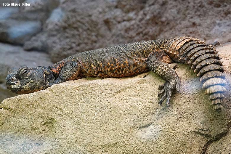 Marokkanische Dornschwanzagame am 21. Dezember 2021 im Terrarium im Zoo Wuppertal (Foto Klaus Tüller)