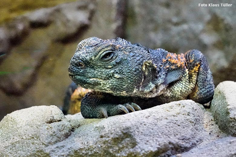 Marokkanische Dornschwanzagame am 17. Oktober 2022 im Terrarium im Grünen Zoo Wuppertal (Foto Klaus Tüller)