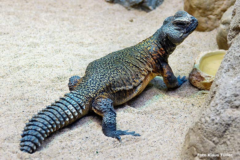 Marokkanische Dornschwanzagame am 16. März 2023 im Terrarium im Grünen Zoo Wuppertal (Foto Klaus Tüller)