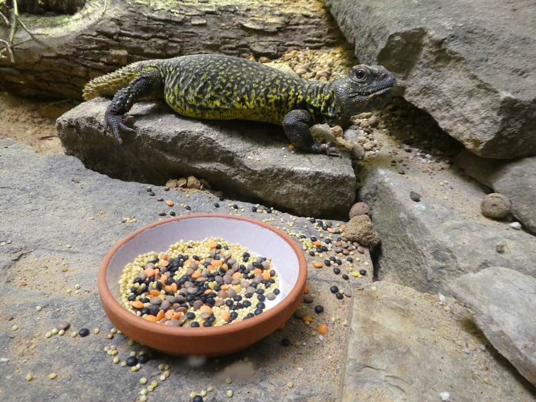 Nordafrikanische Dornschwanzagame am 11. Mai 2018 im Vogelhaus im Wuppertaler Zoo