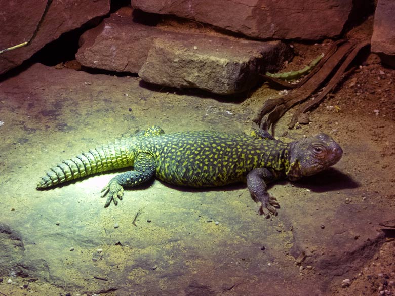 Nordafrikanische Dornschwanzagame am 9. Juni 2018 im Vogelhaus im Zoo Wuppertal